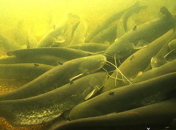 In Spanien soll ein neues Gesetz die Bestände unerwünschter «invasiver Arten» reduzieren. Dazu zählt auch der Wels, de sich in einigen Gewässersystemen enorm stark vermehrt hat.