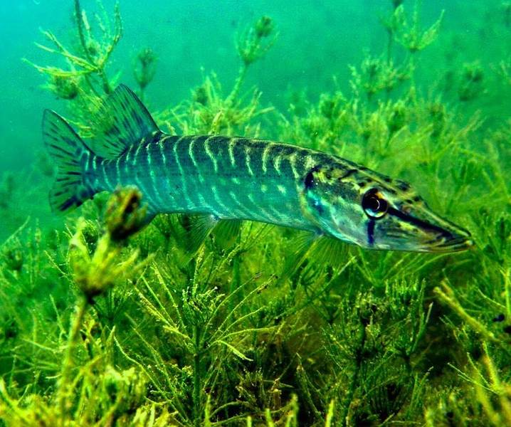 Auch halbwüchsige Hechte sollen im Alpnachersee bis auf weiteres entnommen werden, um die starke Infektion des Gewässers mit Hechtbandwurmlarven auf ein verträglicheres Mass zu verringern.