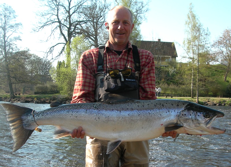 Prächtiger Mörrum-Lachs. In Schweden möchte man die Bestände der verschiedenen Einzugsgebiete künftig gezielter nutzen und bewirtschaften. Deshalb wird der Lachsfang vor der Küste stark eingeschränkt. Foto: www.morrum.com