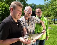 Historisches Bild vom 23. Mai 2012: Verantwortliche des Fischmonitorings im neuen Umgehungsgewässer des Kraftwerks Rheinfelden zeigen den Lachs, den sie im Zählbecken fingen. Fotos: Rolf Bürgi