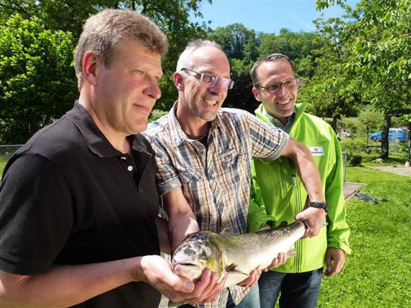 Historisches Bild vom 23. Mai 2012: Verantwortliche des Fischmonitorings im neuen Umgehungsgewässer des Kraftwerks Rheinfelden zeigen den Lachs, den sie im Zählbecken fingen. Fotos: Rolf Bürgi