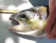 89 Zentimeter zeigt das Massband. Mit 12 Pfund ist dieses Lachsweibchen nach dem Aufstieg von über 900 Kilometern in erfreulich gutem körperlichem Zustand.