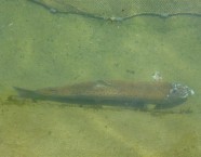 Dieses Bild entstand im Zählbecken kurz vor dem Fang.