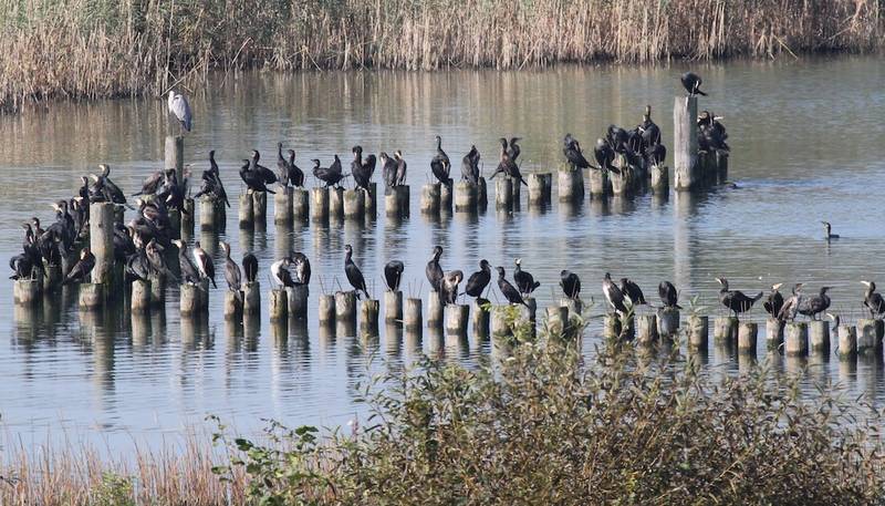 Die neue Jagdverordnung verbessert die Möglichkeiten für die Kormoranabwehr, Gänsesäger und Reiher bleiben geschützt.