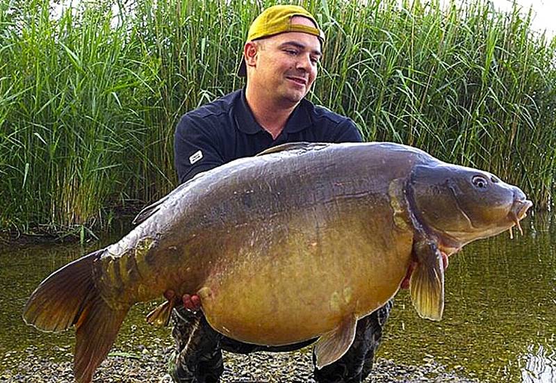 Einen wahren Monsterkarpfen zog Marko Milosavljevic im Mai 2012 aus dem Greifensee.Bei 105 Zentimeter Länge wog er heftige 50 Pfund!