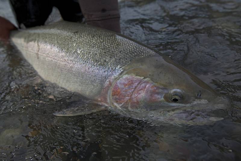Der Skeena River gehört zu den besten Steelhead-Gewässern Kanadas. Foto: Lukas Bammatter
