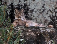 Foto: © NaturVision