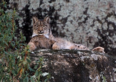 Foto: © NaturVision