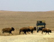 Foto: © NaturVision