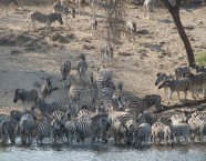 Foto: © NaturVision