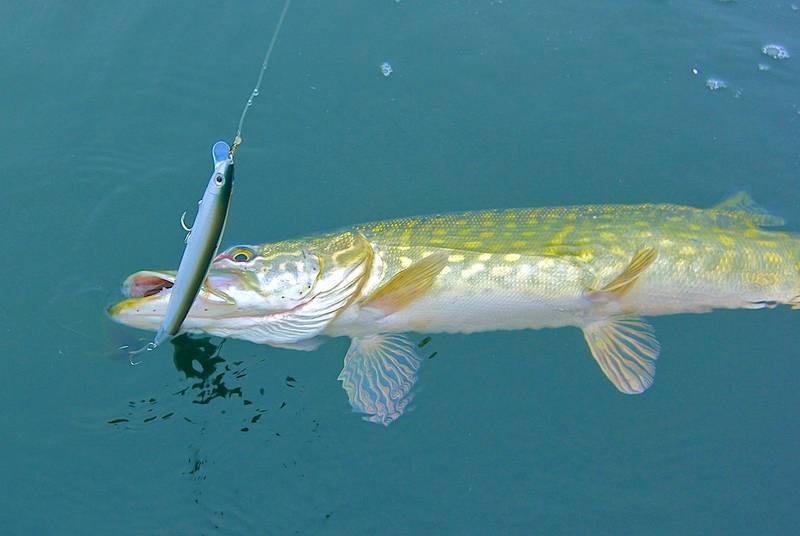 Die ersten Tage der Saison sind ideal für einen Ködertest. Man bekommt oft viele Bisse und kann die Reaktion der Fische auf verschiedene Varianten vergleichen. Foto: Daniel Luther