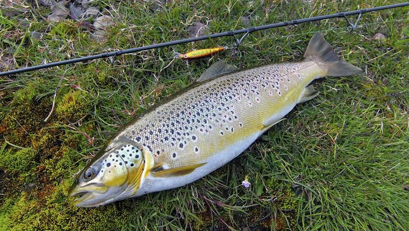 Eine selbst gefangene wilde Forelle ist nicht nur ein herrlicher Anblick, sondern auch kulinarisch eine Kostbarkeit. Und zwar eine, die man ohne schlechtes Gewissen geniessen darf! Foto: dal