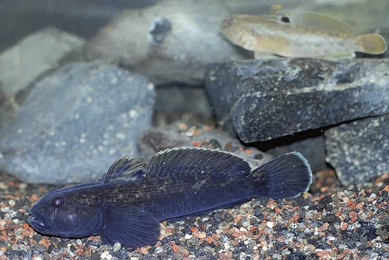 Die Grundeln sind da!