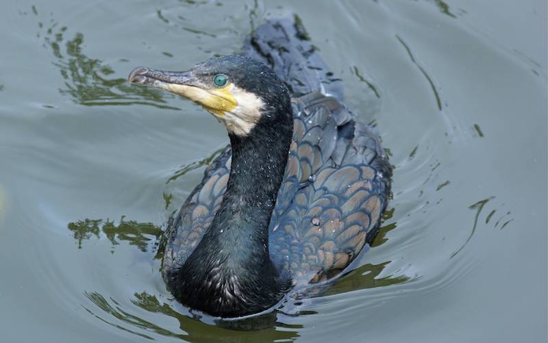 Der Kormoran ist ein faszinierender Vogel und beeindruckt durch seine Intelligenz und sein enormes Jagdgeschick. Diese Eigenschaften machen ihn leider auch zur Bedrohung für Fischarten, deren Bestände bereits durch diverse andere Faktoren beeinträchtigt werden. Foto: dal