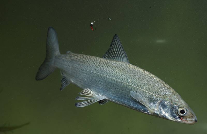 Felchen sind wunderschöne Fische mit wildem Temperament! Foto: Wolfgang Hauer