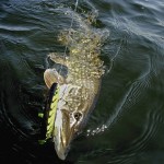 Der Jake – ein Klassiker unter den Jerkbaits – eignet sich gut für die Hechtfischerei im Freiwasser.