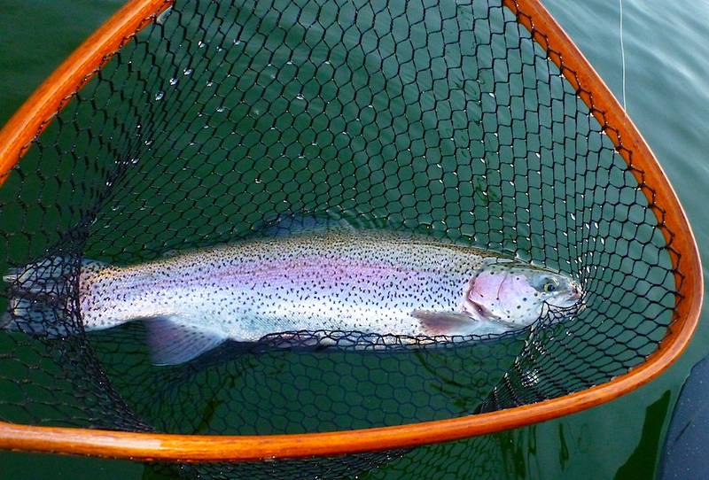 Eine der schönen Regenbogenforellen, die im nahrungsreichen Natursee auch im Winter bei bester Kondition sind. Foto: Markus Jenni