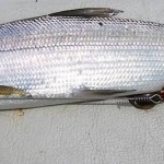 Das Wikam-System ist unauffällig und funktioniert mühelos mit verschiedenen Fischgrössen und -formen. Foto: Lukas Bammatter