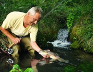 Eine prächtige Bachforelle stand nahe am Einlauf eines Grabens.
