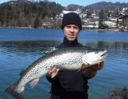 Schöne, winterliche Seeforelle beim Schleppen gefangen.