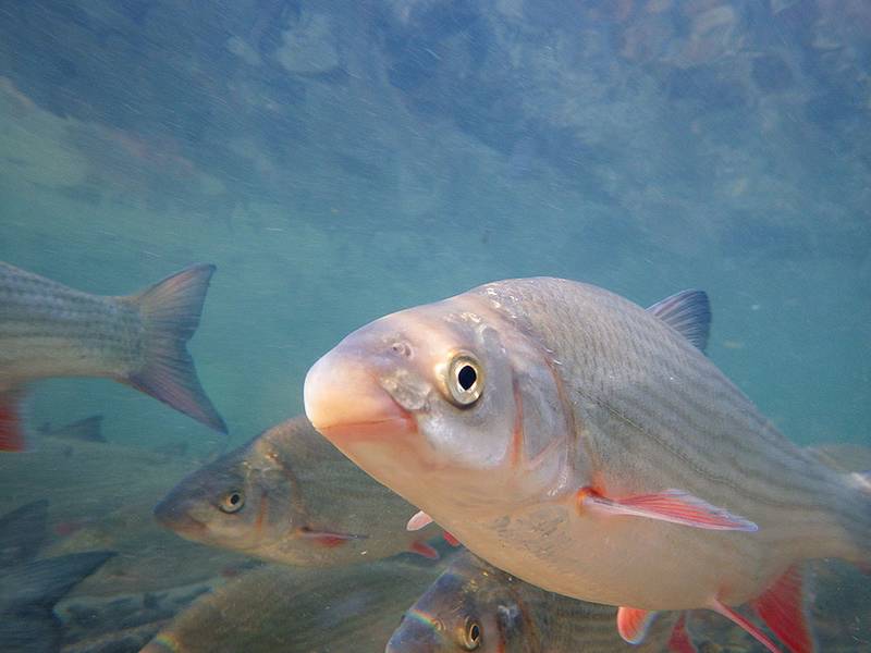 Die Nase ist wegen der Verbauung der Fliessgewässer vom Aussterben bedroht.