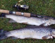 Auch Salmoniden kommen nicht zu kurz. Gefangen am Hintersee - Faistenau.