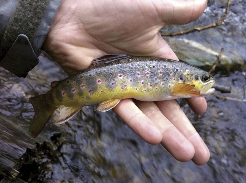Werden Sie Fischerei-Fachmann – besuchen Sie dazu den neuen Zertifikatslehrgang an einer Fachhochschule.