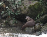 Der freche Blick des Fischotters