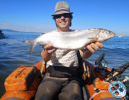 Bodensee-Felche, 50 cm, 2,6 Pfund