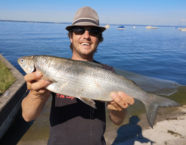 Bodensee-Felche, 51 cm, 2,6 Pfund