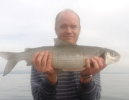 Bodensee-Felche, 60 cm, 4 Pfund