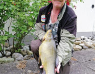 Bielersee-Schleie, 57 cm, 6 Pfund