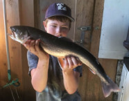 Lutersee-Seesaibling, 60 cm