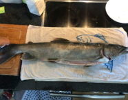 Melchsee-Namaycush, 73 cm