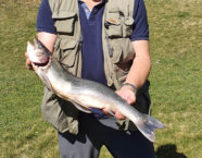 Melchsee-Seesaibling, 62 cm, 4 Pfund