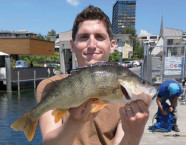 Zugersee-Egli, 47 cm