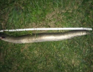 Rhein-Aal, 93 cm, 34 Pfund