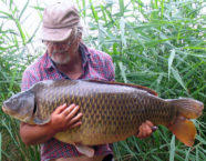 Rhein-Karpfen, 102 cm, 44 Pfund