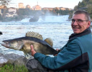 Rheinfall-Zander, 90 cm, 16 Pfund