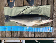 Sarnersee-Zander, 94 cm, 16,8 Pfund