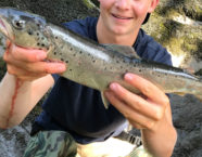 Simme-Bachforelle, 54 cm