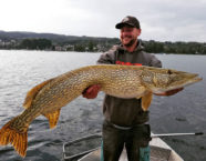 Untersee-Bodensee-Hecht, 125 cm, 34 Pfund