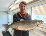 Vierwaldstättersee-Felche, 61 cm, 53 Pfund