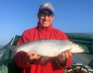 Zürichsee-Felche, 52 cm, 2,8 Pfund