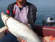 Zugersee-Felche, 59 cm, 4,3 Pfund