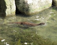 Eins mit dem Wasser – ein schwimmender Fischotter