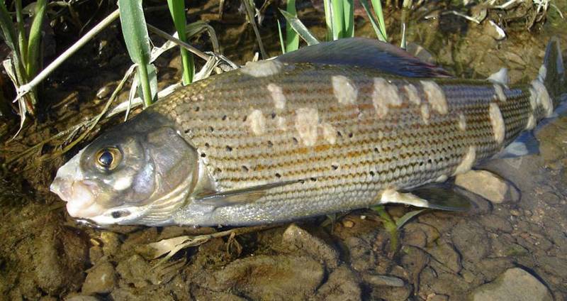 Wieder kranke Fische am Doubs