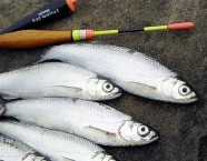 Läugel habenkleine zarte Schuppen, die bei Berührung äusserst leicht abfallen.