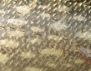 Die Rundschuppen des Hechts sitzen fest auf der Haut des Räubers. Sie sind typisch gefaltet und mit einer Schleimschicht überzogen.