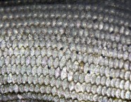 Die Äsche verfügt über grosse, feste Schuppen.